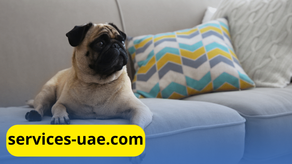 عامل يستخدم جهاز بخار لتنظيف أريكة بأمان – تنظيف مفروشات الفجيرة