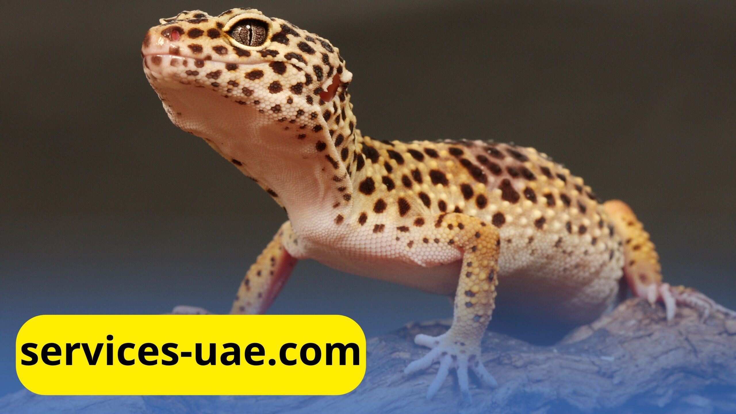اسباب وجود الوزغ