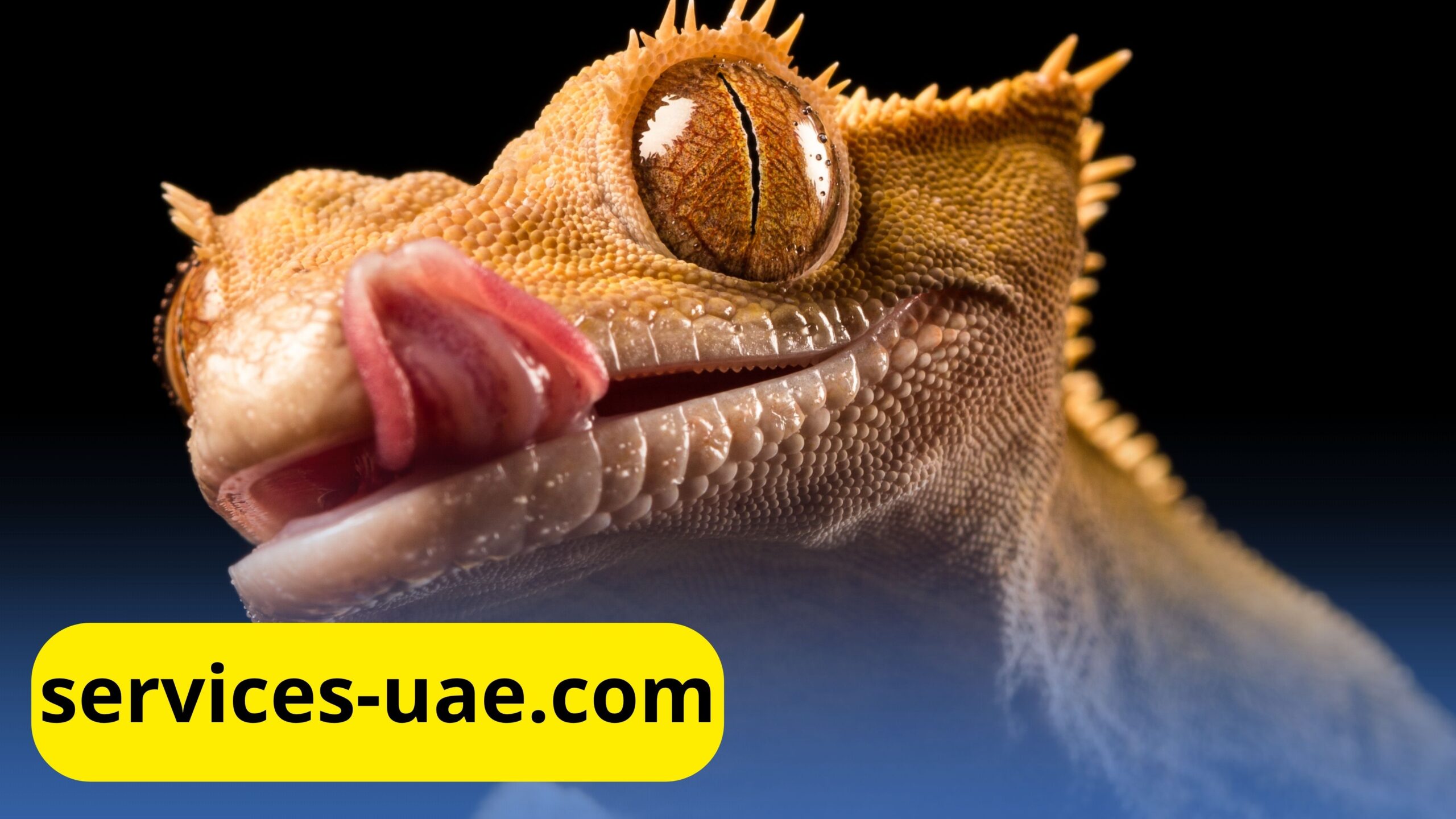 كيف اطرد الوزغ من البيت؟