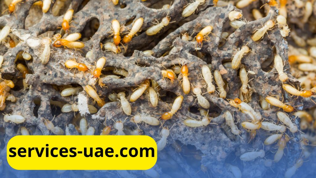 شركة مكافحة حشرات بعجمان