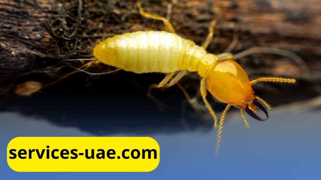شركة مكافحة الرمة في عجمان
