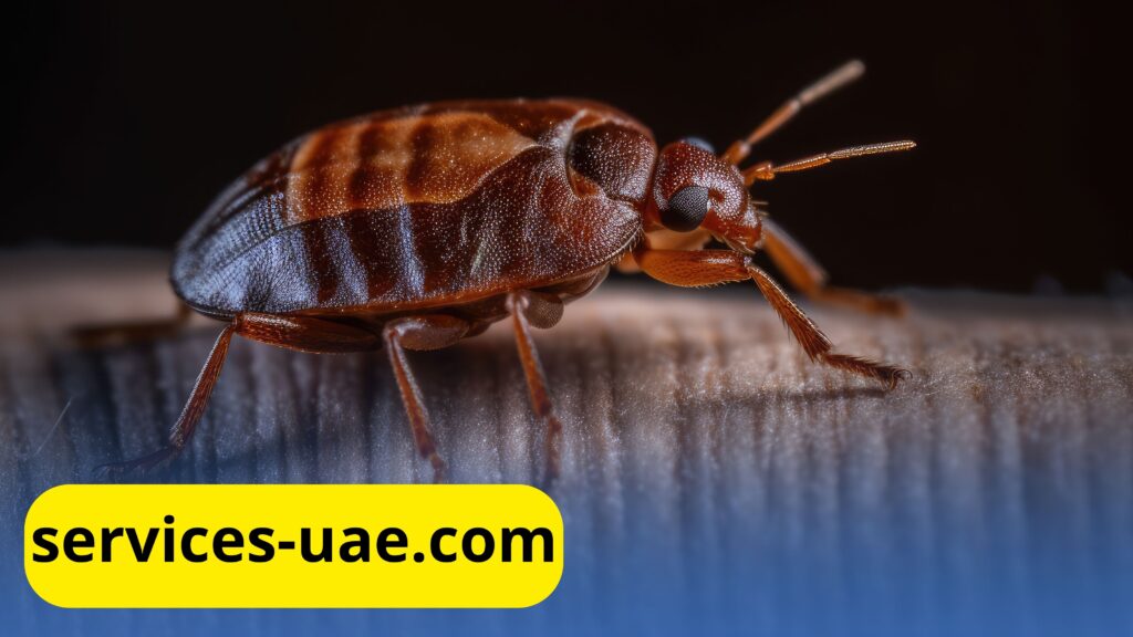 علامات وجود البق