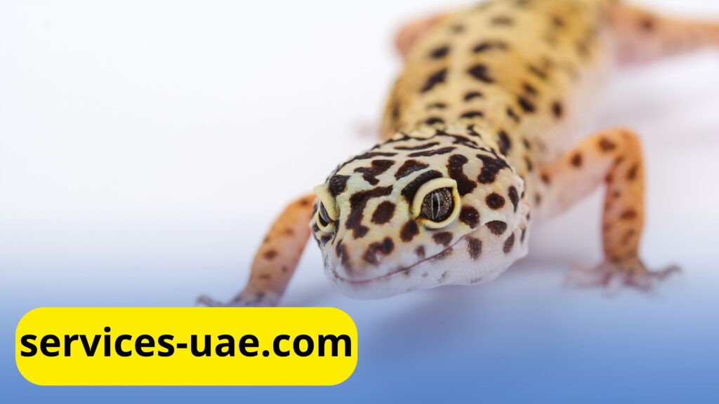 شركة مكافحة الطيطار في راس الخيمة تقدم خدمات فعالة للتخلص من الطيطار باستخدام أساليب آمنة.