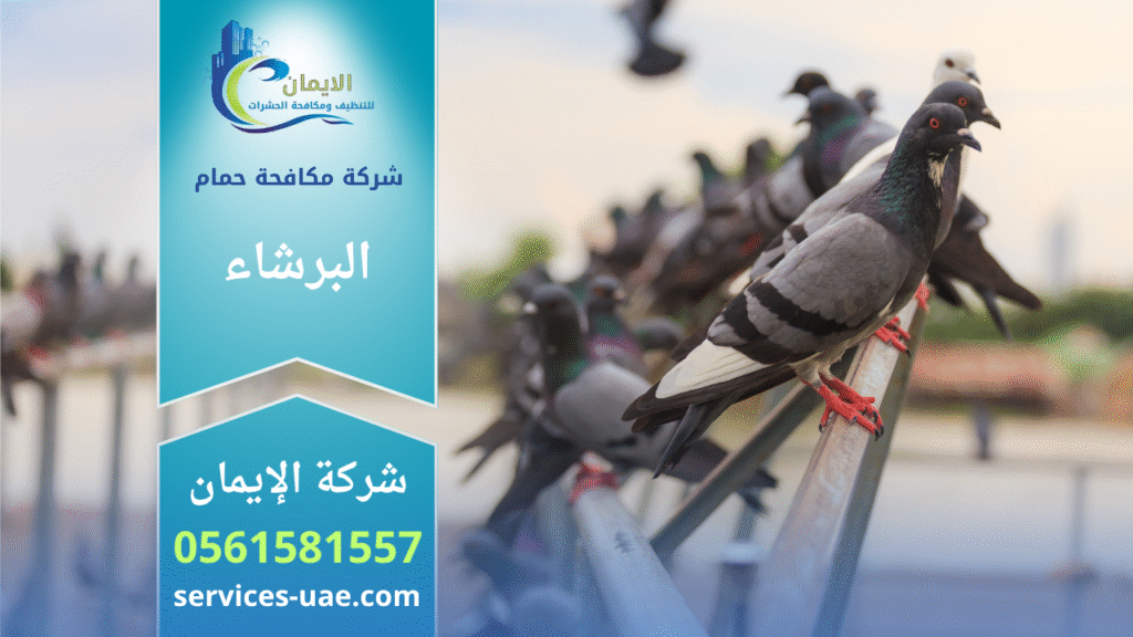 حمام يتجمع على أسطح المباني في منطقة البرشاء، مما يبرز أهمية الاستعانة بشركة مكافحة حمام في البرشاء لمنع الأضرار والمحافظة على نظافة المكان.