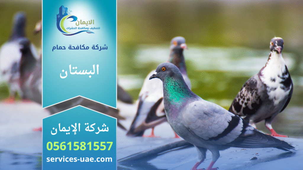 فريق من شركة مكافحة الحمام في البستان يركب شبك حماية لمنع تجمع الحمام على المباني بطريقة آمنة وفعالة.