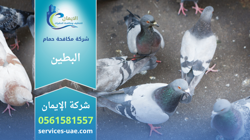 فريق من شركة مكافحة الحمام في البطين يركب شبك وأسلاك طاردة للحمام على واجهات وأسقف المباني بطريقة آمنة وفعالة.