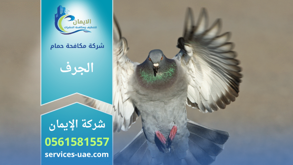 فريق من شركة مكافحة الحمام في الجرف يثبت شبك وأسلاك لحماية الأسطح من تجمع الحمام بطريقة آمنة وفعالة.