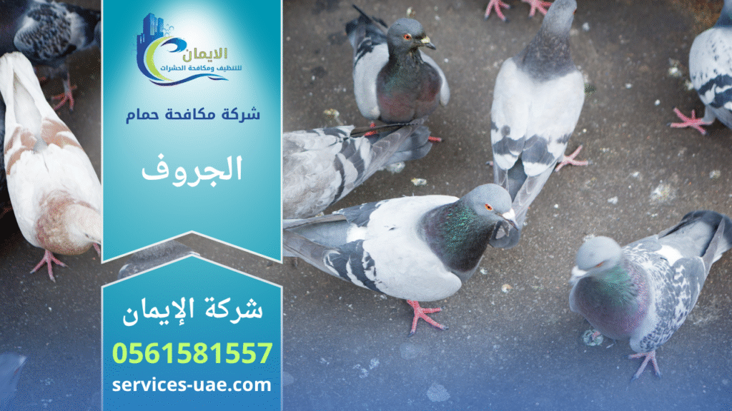فريق من شركة مكافحة الحمام في الجروف يركب شبك وأسلاك طاردة للحمام على أسطح المباني لحماية الواجهات من تجمع الطيور.