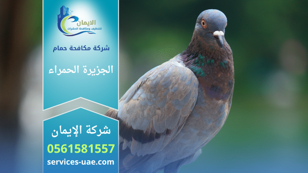 عمال من شركة مكافحة الحمام في الجزيرة الحمراء يستخدمون أدوات حديثة لتركيب شبك طارد للحمام فوق أسطح المباني لمنع تجمع الطيور.