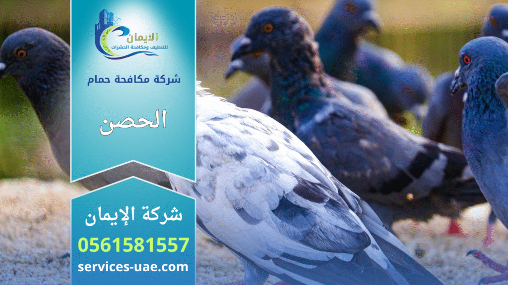 شركة مكافحة الحمام في الحصن تقوم بتركيب شبكات وأسلاك طاردة للحمام على الأسطح لحماية المباني من الأوساخ وأضرار الطيور.