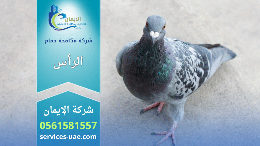 شركة مكافحة الحمام في الرأس تقوم بتركيب شبكات وأسلاك طاردة للحمام لحماية الأسطح والمباني من تجمع الطيور وأضرارها.