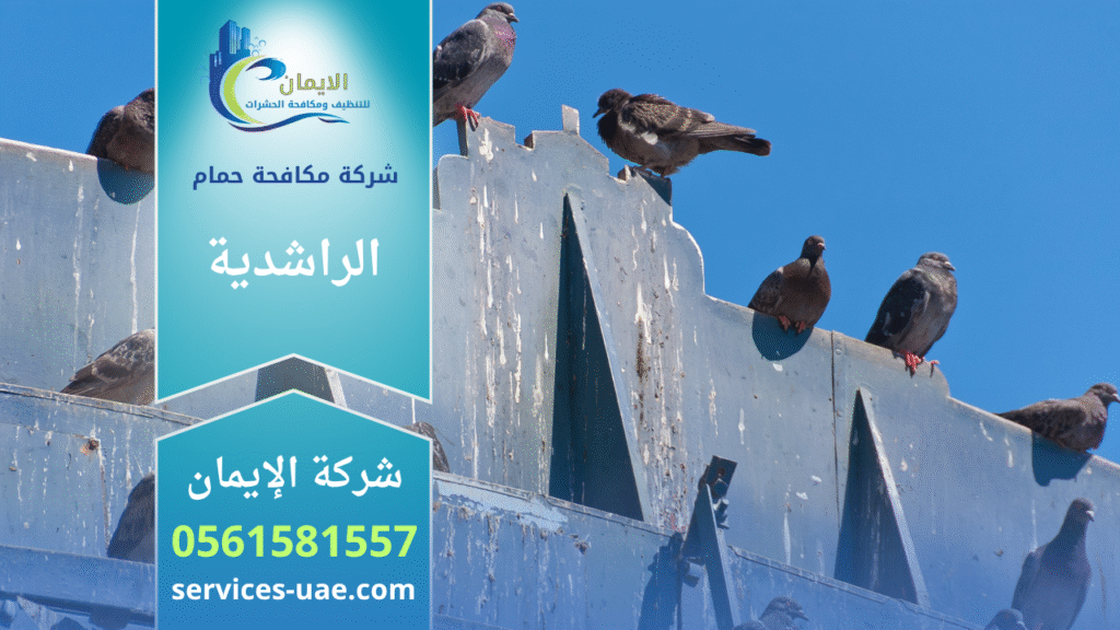 فنيون من شركة مكافحة الحمام في الراشدية يركبون شبك وأسلاك لحماية الأسطح من تجمع الحمام بطريقة آمنة وفعالة.