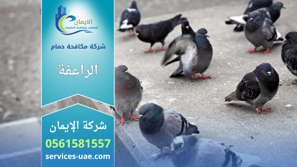 شركة مكافحة الحمام في الراعفة تقوم بتركيب شبكات وأسلاك طاردة للحمام لحماية الأسطح والمباني من تجمع الطيور وأضرارها.