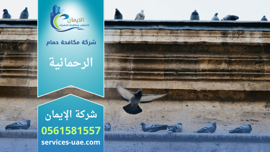 فريق من شركة مكافحة الحمام في الرحمانية يركب شبك وأسلاك طاردة للحمام على أسطح المباني بطريقة آمنة وفعالة.