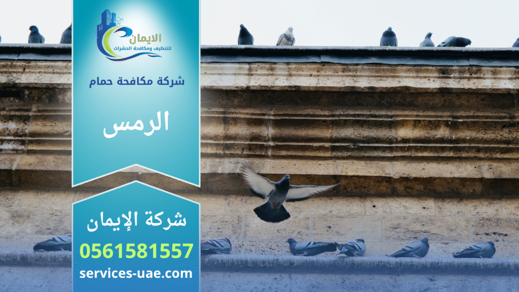 فريق من شركة مكافحة الحمام في الرمس يقوم بتركيب شبك طارد للحمام على سطح مبنى سكني لمنع تجمع الطيور والحفاظ على نظافة المكان.