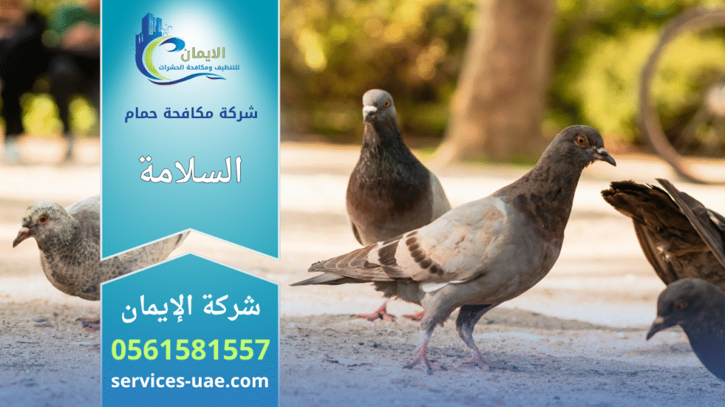 شركة مكافحة الحمام في السلامة تقوم بتركيب شبكات وأسلاك طاردة للحمام لحماية الأسطح والمباني من تجمع الطيور وأضرارها.