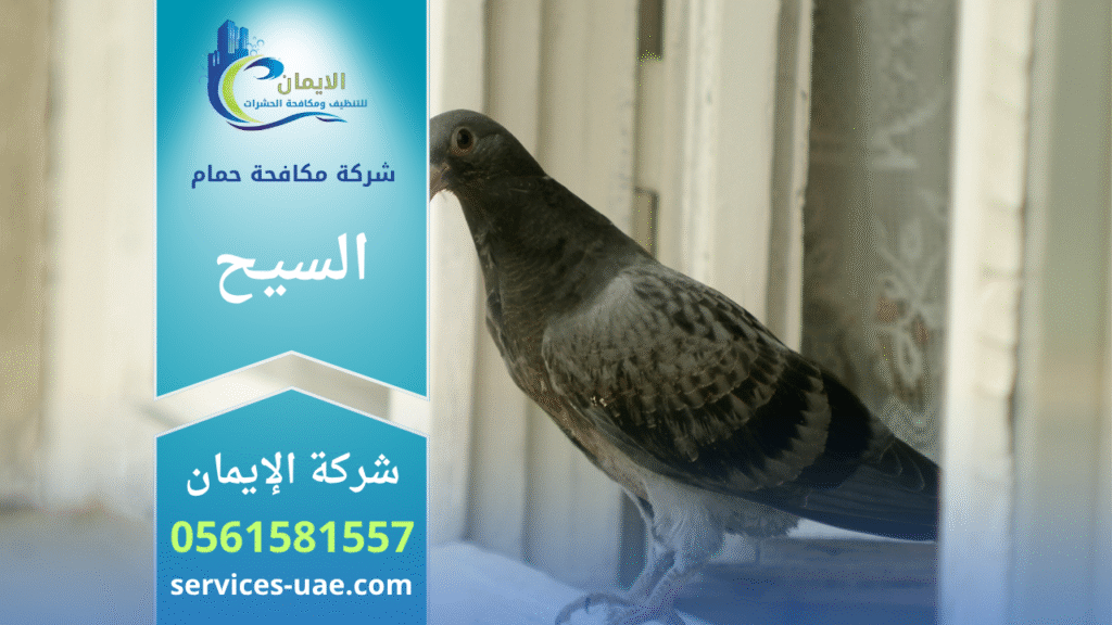 عمال من شركة مكافحة الحمام في السيح يثبتون شبك وأسلاك طاردة للحمام على أسطح المباني لمنع الطيور من التجمع.