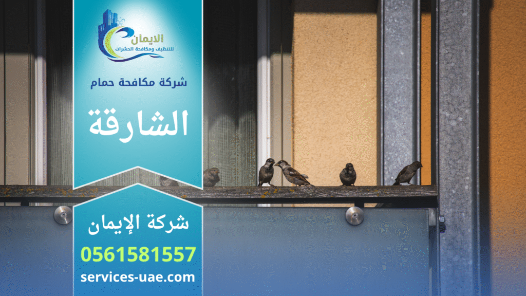 شركة مكافحة الحمام في الشارقة تقوم بتركيب شبك وإبر طاردة للحمام على واجهة مبنى لمنع تجمع الطيور.