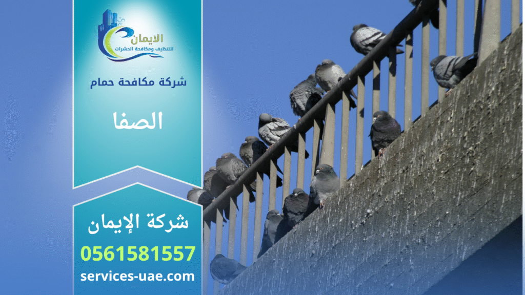 حمام يقف على حافة أحد المباني في منطقة الصفا بدبي، مما يشير إلى أهمية خدمات شركة مكافحة الحمام في الصفا للحد من تجمع الطيور وحماية الواجهات.