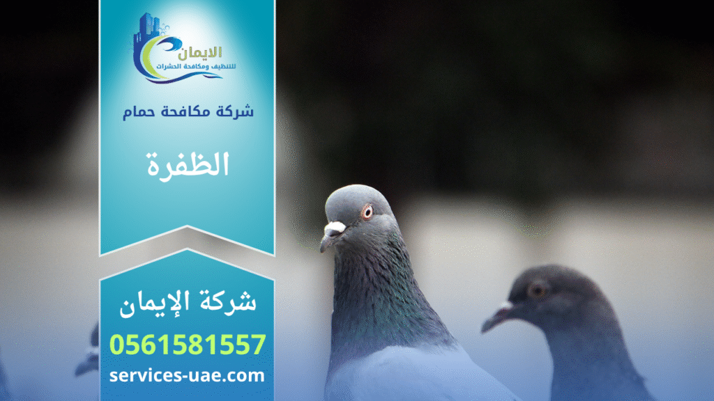 فريق من شركة مكافحة الحمام في الظفرة يركب شبك وأسلاك طاردة للحمام على الأسطح والنوافذ بطريقة آمنة وفعالة.