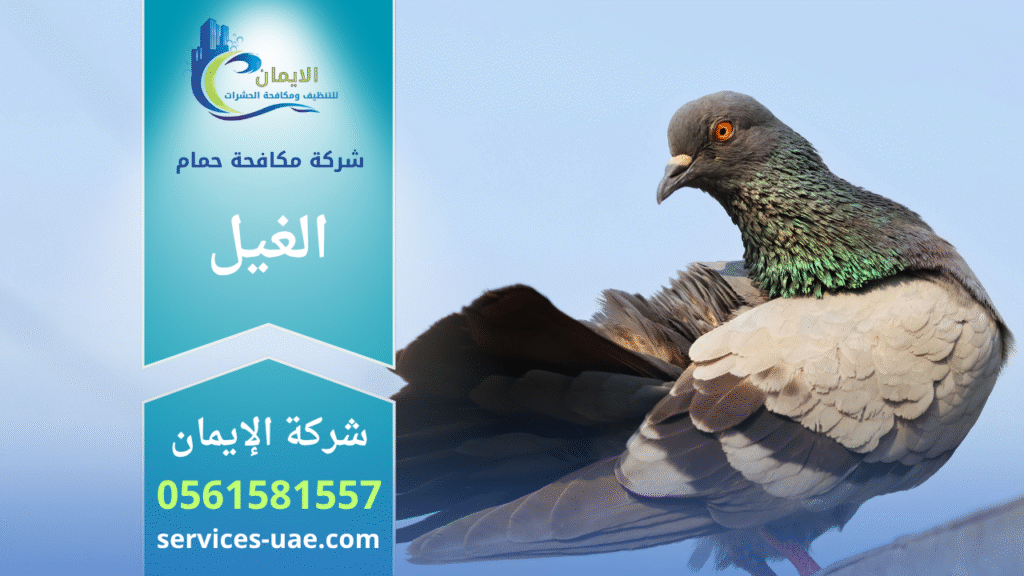 فريق من شركة مكافحة الحمام في الغيل يعمل على تركيب شبك طارد للحمام أعلى المباني لمنع تجمع الطيور والحفاظ على نظافة المكان.