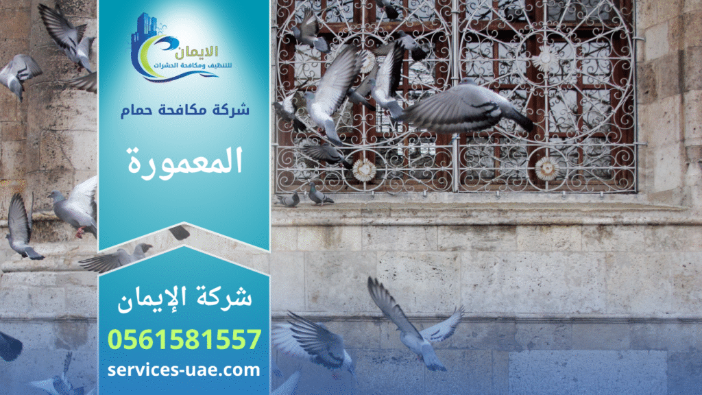 فريق من شركة مكافحة الحمام في المعمورة يثبت شبك طارد للحمام على واجهة أحد المباني لمنع تجمع الطيور والحفاظ على نظافة المكان.