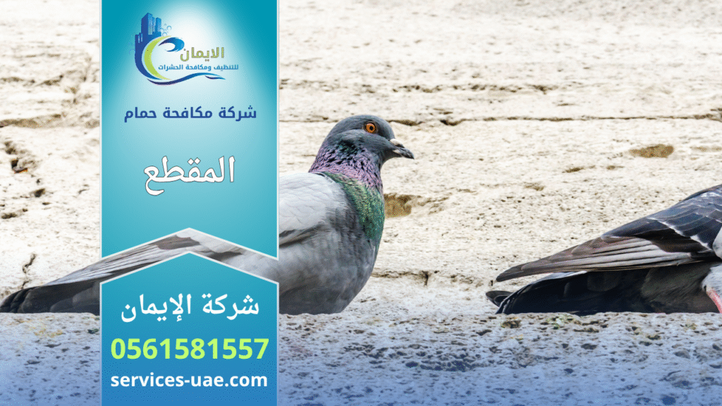 شركة مكافحة الحمام في المقطع تقدم خدمات تركيب شبكات وأسلاك طاردة للحمام لحماية الأسطح والمباني من الأوساخ وتجمع الطيور.