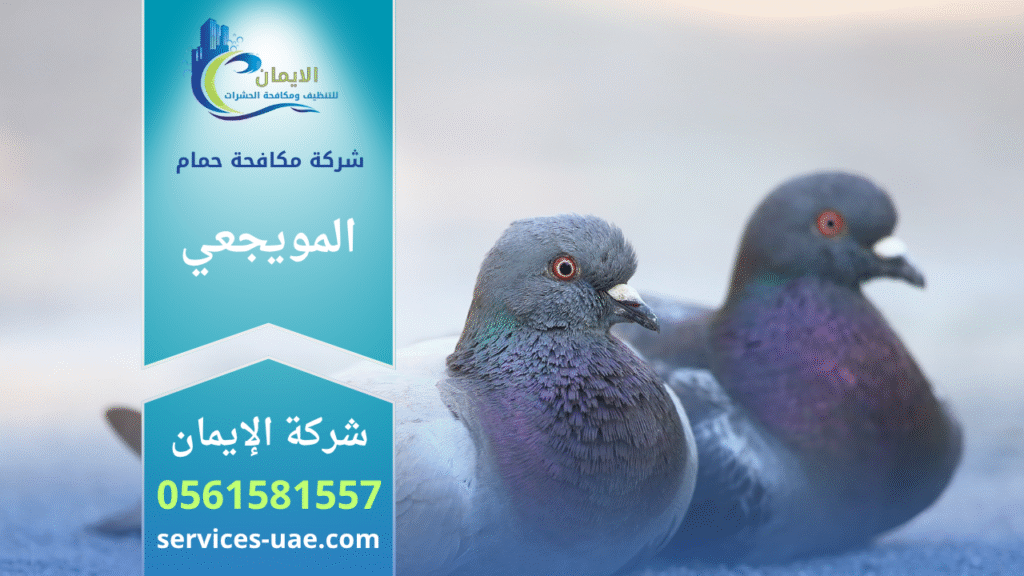 فريق من شركة مكافحة الحمام في المويجعي يركب شبك وأسلاك طاردة للحمام على الأسطح والنوافذ بطريقة آمنة وفعالة.