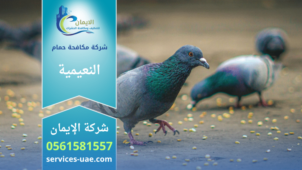 فريق من شركة مكافحة الحمام في النعيمية يثبت شبك وأسلاك طاردة للحمام على أسطح المباني بطريقة آمنة وفعالة.