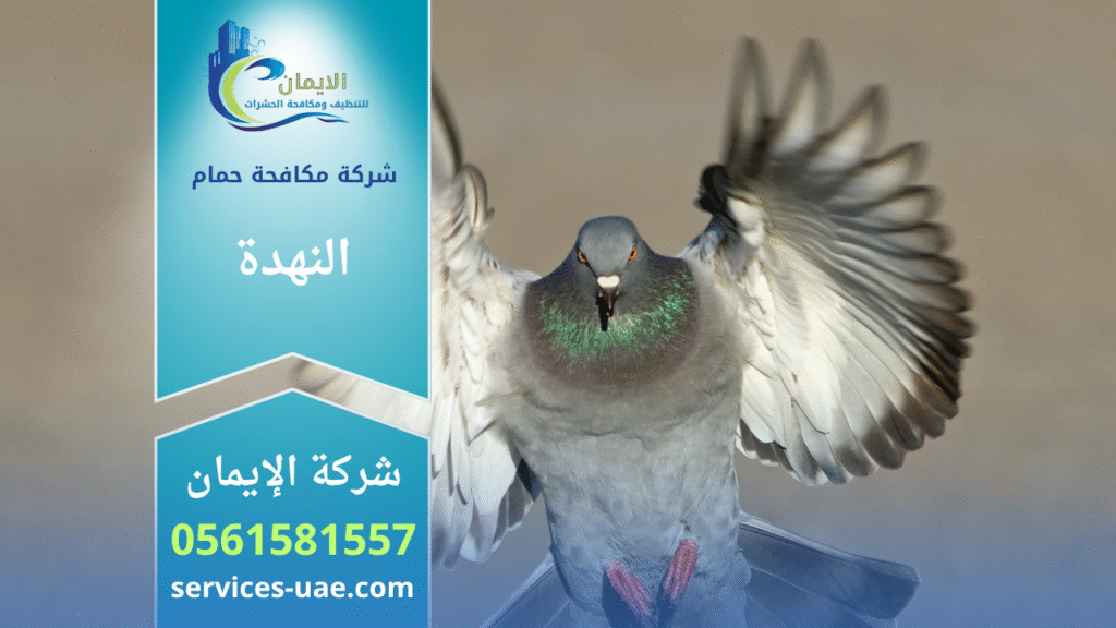 فريق من شركة مكافحة الحمام في النهدة يركب شبك وأسلاك طاردة للحمام على أسطح المباني بطريقة آمنة وفعالة.