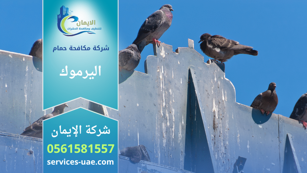 فريق من شركة مكافحة الحمام في اليرموك يركب شبك وأسلاك طاردة للحمام على أسطح المباني بطريقة آمنة وفعالة.