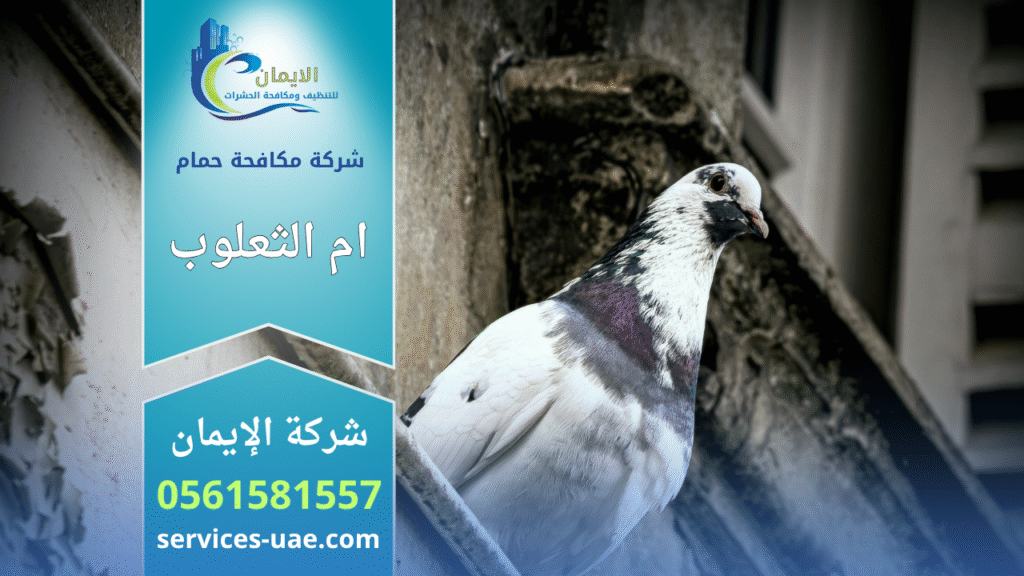 شركة مكافحة الحمام في أم الثعلوب تقدم خدمات تركيب شبكات وأسلاك طاردة للحمام لحماية المباني من تجمع الطيور وأضرارها.