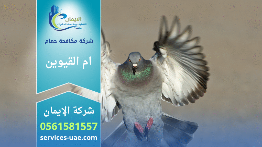 شركة مكافحة الحمام في ام القيوين تقوم بتركيب شبك وإبر طاردة للحمام على أسطح المباني لمنع تجمع الطيور.