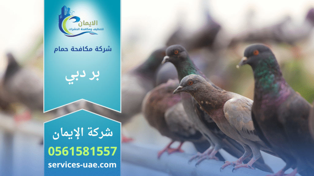 حمام يتجمع على أسطح المباني في بر دبي، مما يوضح الحاجة إلى خدمات شركة مكافحة حمام بر دبي للحد من الأضرار وتنظيف المكان.