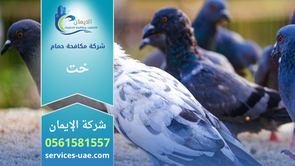 فريق من شركة مكافحة الحمام في خت يعمل على تركيب شبك وأسلاك طاردة للحمام فوق أحد الأسطح لمنع تجمع الطيور والحفاظ على نظافة المبنى.