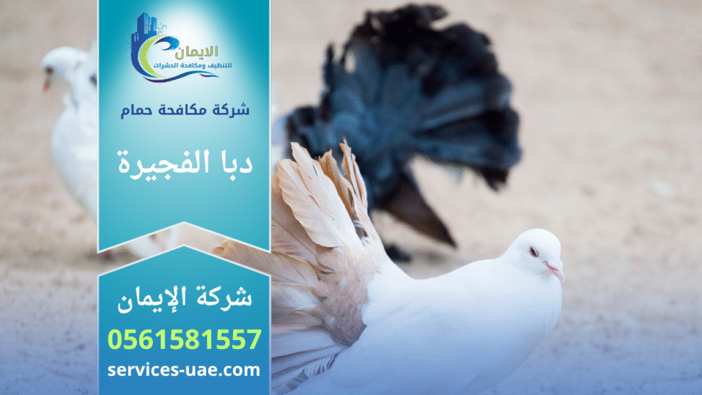 فريق من شركة مكافحة الحمام في دبا الفجيرة يركب شبك وأسلاك طاردة للحمام على أسطح المباني بطريقة آمنة وفعالة.