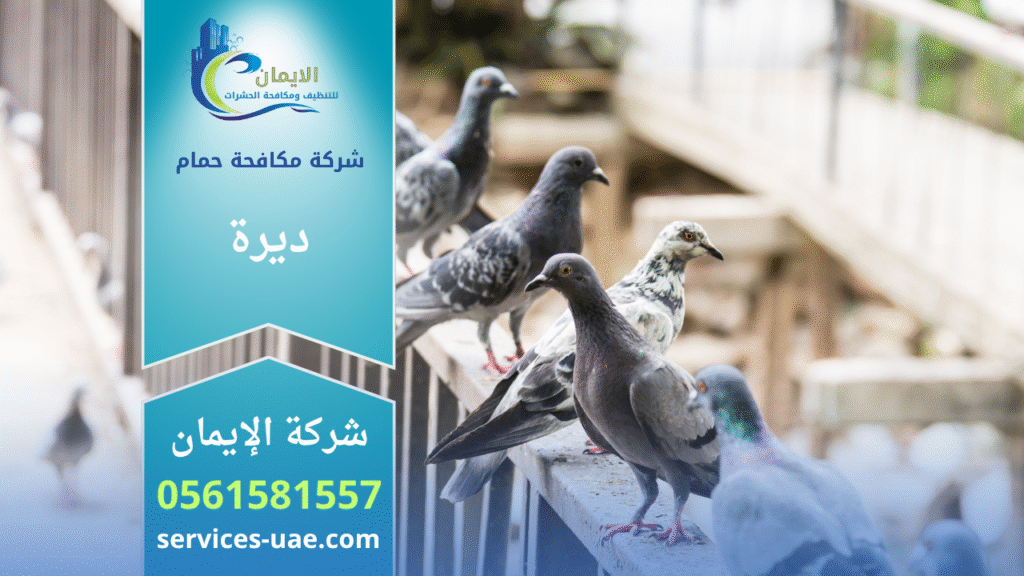 فريق عمل من شركة مكافحة الحمام في ديرة أثناء تركيب شبك وأسلاك طاردة للحمام على أسطح المباني.