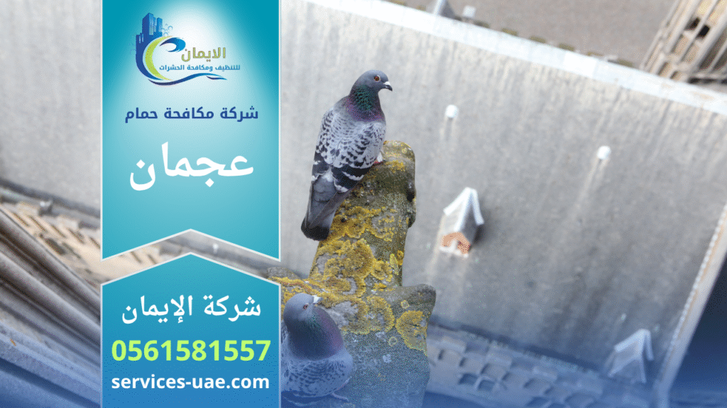 شركة مكافحة الحمام في عجمان تقوم بتركيب شبك وإبر طاردة للحمام على واجهة مبنى لحمايته من الطيور.