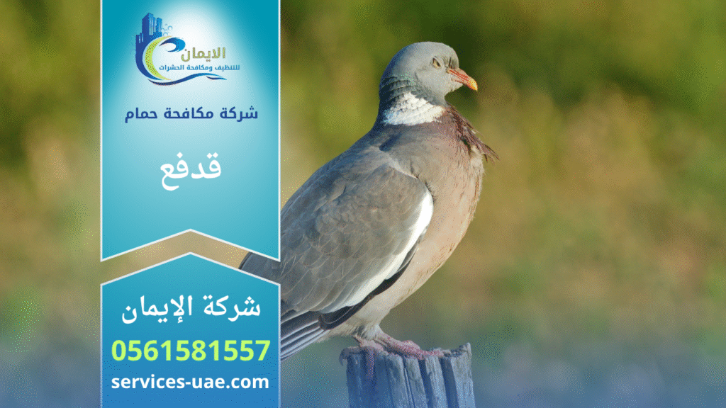 فريق من شركة مكافحة الحمام في قدفع يركب شبك وأسلاك طاردة للحمام على واجهات وأسقف المباني بطريقة آمنة وفعالة.