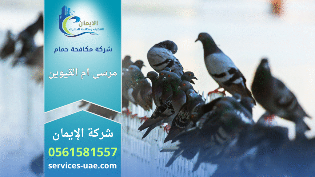 شركة مكافحة الحمام في مرسى أم القيوين تقوم بتركيب شبكات وأسلاك طاردة للحمام لحماية الأسطح والمباني من الأوساخ وأعشاش الطيور.