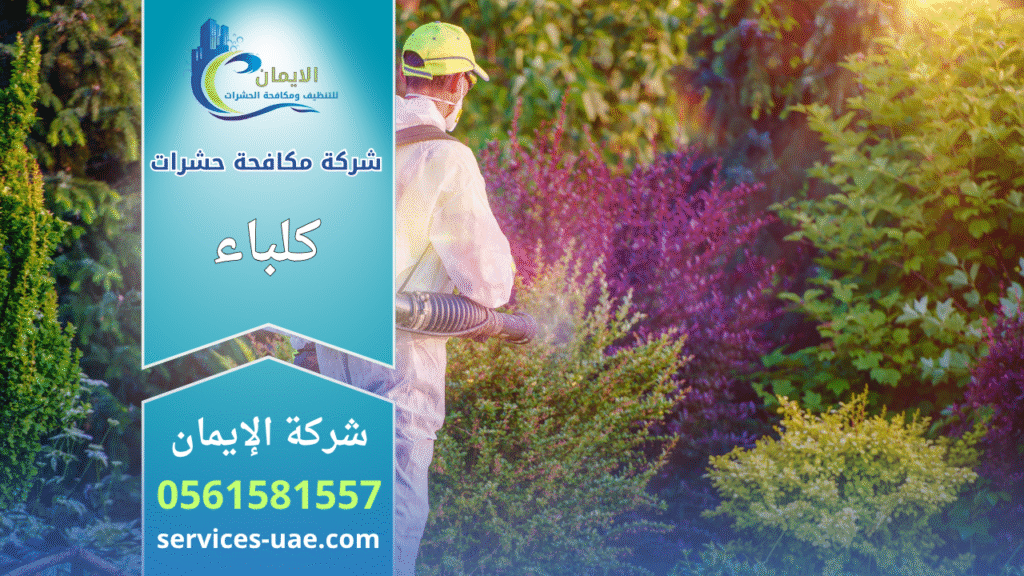 فريق متخصص من شركة مكافحة حشرات في كلباء يستخدم معدات حديثة للتخلص من الحشرات في المنازل